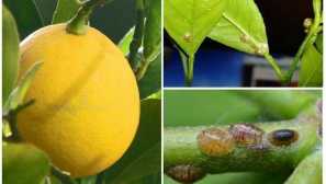 Примерна манада